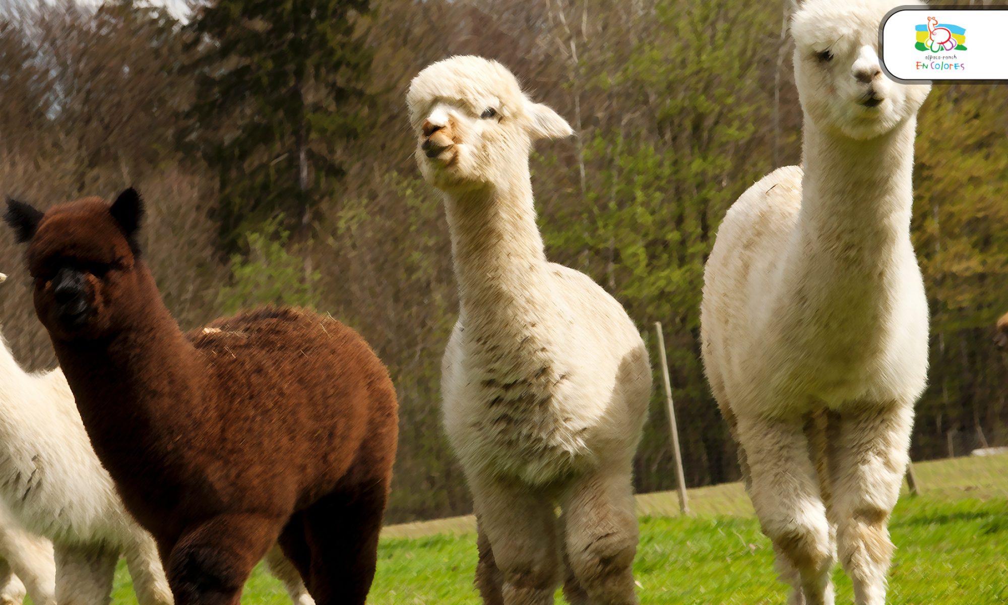 Alpaka der Alpaca-Ranch EN COLORES